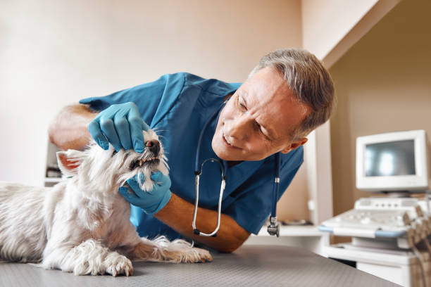 Best Mobile Emergency Dentist in Hawkins, TX
